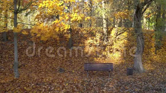 秋天的季节公园秋树下空荡荡的长凳视频的预览图