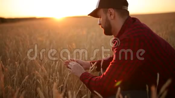 在金色的麦田里农学家拿着麦穗靠近他的脸和鼻子快乐的农夫嗅着他的庄稼关怀视频的预览图