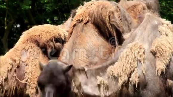 骆驼吃草视频的预览图