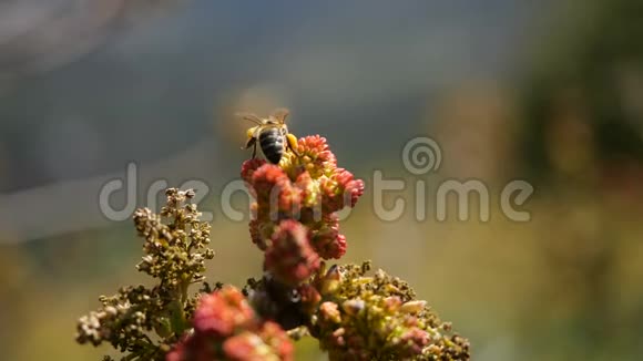 蜜蜂从加那利群岛开花的外来植物中采集花蜜超慢动作飞行蜜蜂特写视频的预览图
