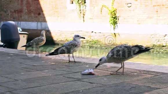 除了威尼斯的运河外海鸥在市场上吃鱼的慢动作视频的预览图