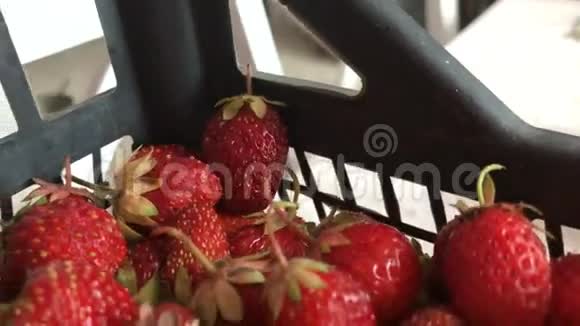 很多大红草莓视频的预览图