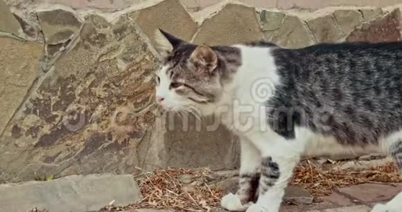 无家可归的猫在墙边走视频的预览图