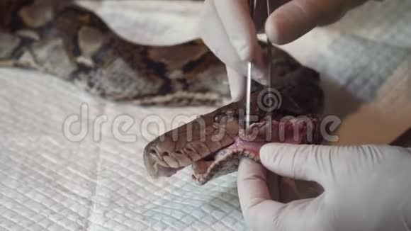 外科医生正在给蟒蛇做网状手术野生动物兽医服务视频的预览图