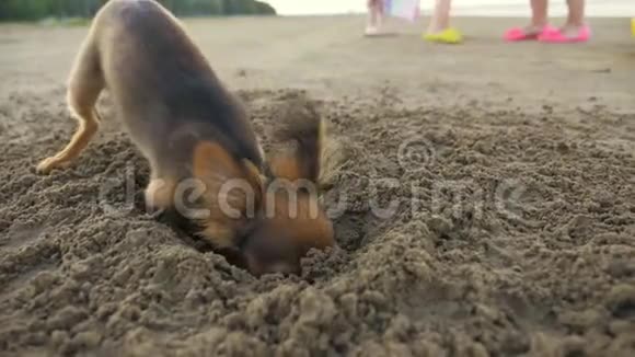 狗在沙子上挖了个洞视频的预览图