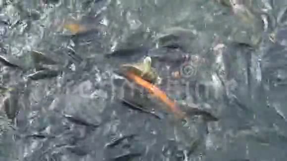 4喂台湾池塘中的锦鲤鱼视频的预览图