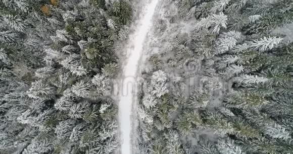 穿过白雪覆盖的松树林的路视频的预览图