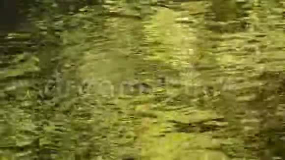 水穿过河流冲击岩石在森林中荡起涟漪视频的预览图