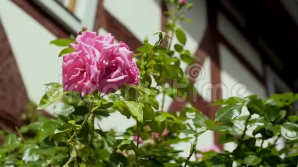 粉红色的玫瑰在绿色的灌木丛上视频的预览图