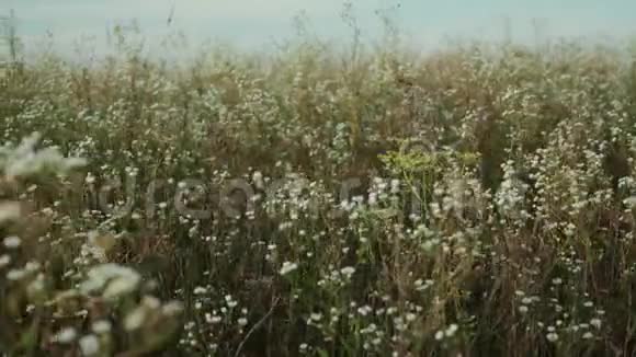 夏天的田野里有白色的野花视频的预览图