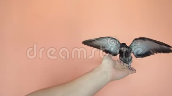 一个灰色的鸽子靠近紫色的墙上的人手苍蝇视频的预览图