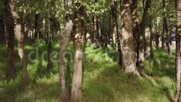 野驴躲在森林里躲避猎人视频的预览图