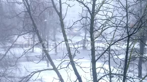 树在冬天的田野里下着大雪圣诞节冬天新年的背景视频的预览图