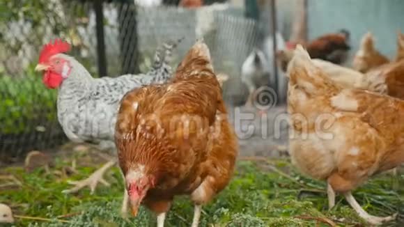 鸡在农场吃青草慢动作视频的预览图