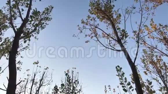 仰望天空带着干燥的叶子在树下散步视频的预览图