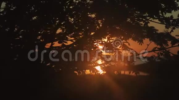 橙色的太阳透过树枝闪闪发光视频的预览图
