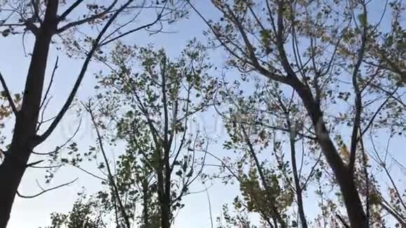 仰望天空带着干燥的叶子在树下散步视频的预览图