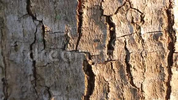 红蚂蚁在树皮上排成一排走着早晨有阳光蚂蚁是一种小昆虫视频的预览图