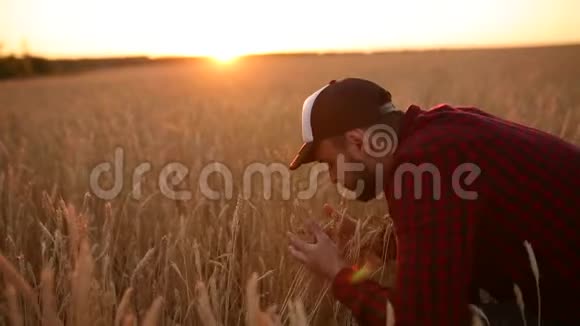 在金色的麦田里农学家拿着麦穗靠近他的脸和鼻子快乐的农夫嗅着他的庄稼关怀视频的预览图