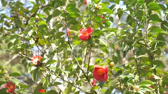 美丽的芙蓉蔷薇花在花园里的风中太阳眩光4k慢动作视频的预览图