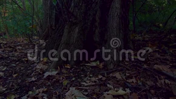 秋天湖畔的五彩落叶和树木潘射视频的预览图