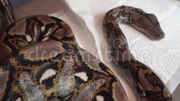 迭代PythonReticulatus蛇在Vet表上野生动物兽医服务视频的预览图
