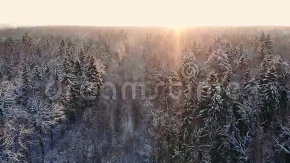 下雪了冬季仙境下雪了日落黄昏的阳光森林树木森林大自然慢动作冬季视频的预览图