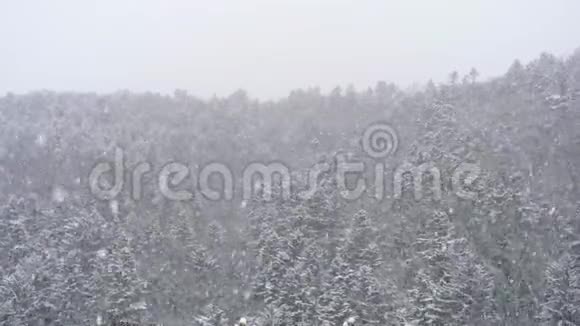 一场暴风雪正在刮风秋天的傍晚在森林的背景下下雪视频的预览图