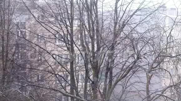 树在冬天的田野里下着大雪圣诞节冬天新年的背景视频的预览图