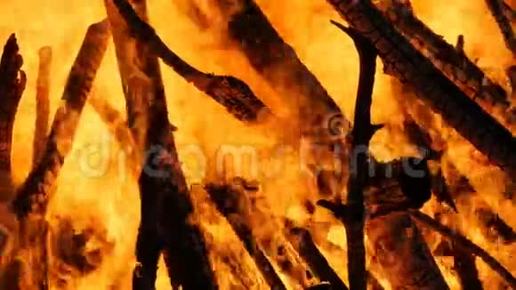 从树枝上喷出的大火森林里的火视频的预览图
