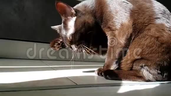 猫洗慢动作美丽的缅甸视频的预览图