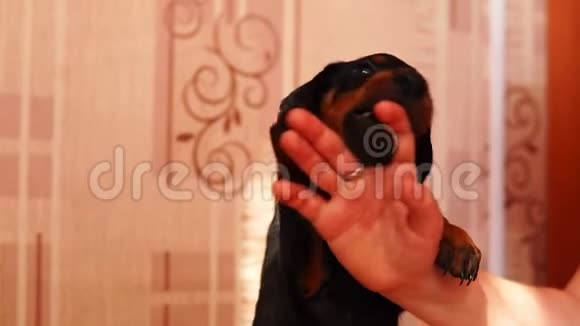 一只可爱的小狗咬一个男人手指小狗在慢动作和主人的手玩视频的预览图