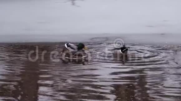 马拉德鸭子冬季游泳在CO运河大瀑布国家公园视频的预览图