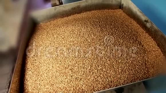 桶里的荞麦背景视频的预览图