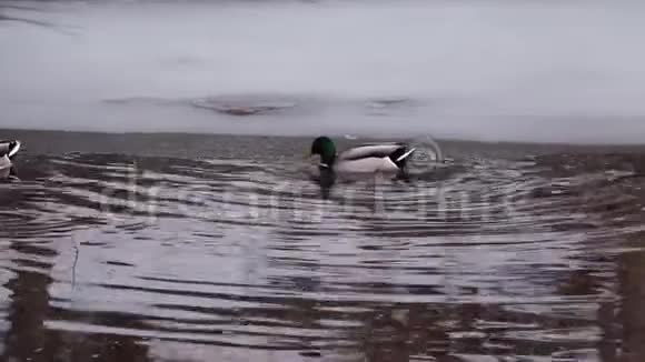 马拉德鸭子冬季游泳在CO运河全景大瀑布国家公园视频的预览图