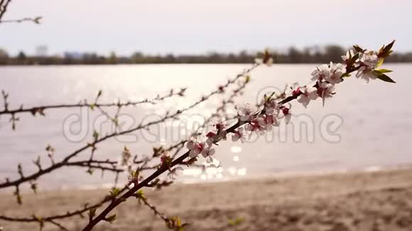 在波光粼粼的水面上绽放的杏树枝视频的预览图