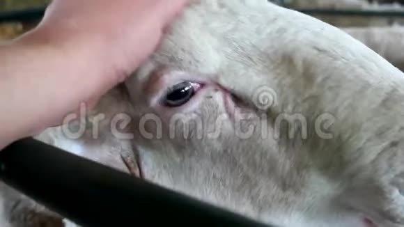 白羊和人类的手在谷仓农场视频的预览图