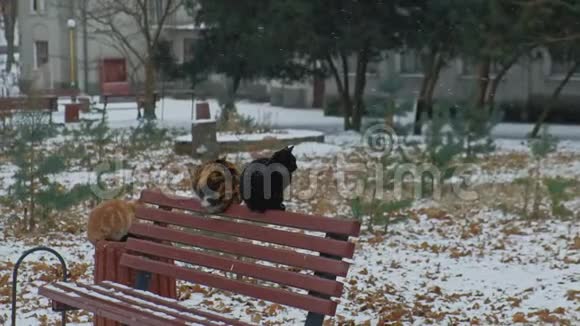 可怜的无家可归的宠物猫试图在寒冷的冬天里生存视频的预览图