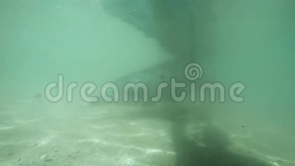 一只海豚从摄像机旁边经过视频的预览图