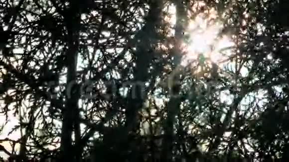 透过树枝看到的太阳视频的预览图