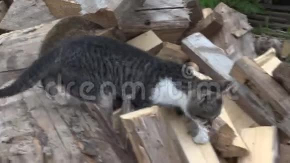 农场里的猫小猫狩猎搜索食物花园里的猫走路视频的预览图