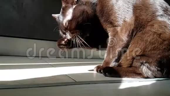 猫洗慢动作缅甸视频的预览图