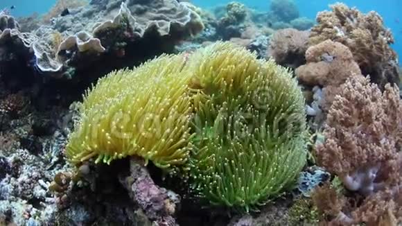 RajaAmpat珊瑚礁上的粉红海葵视频的预览图
