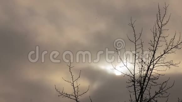 树在灰色的天空上分枝下雪了视频的预览图