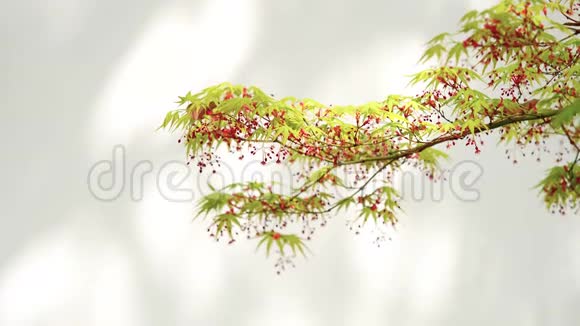 枫树的枝条随风摆动白色的墙上有阴影春天的概念4k慢动作视频的预览图