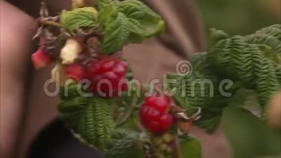 从树茎上摘树莓视频的预览图