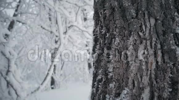 冬林积雪树枝静态视频视频的预览图