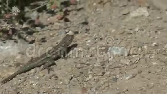 蜥蜴爬行视频的预览图