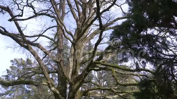 接近4k慢动作一棵大树的树干和树枝树枝上长满了苔藓视频的预览图