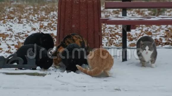 可怜的无家可归的宠物猫在寒冷的冬天吃雪视频的预览图